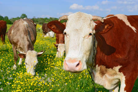 Head of a cow against a pastureの写真素材