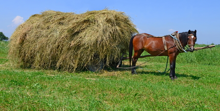 Transportation of hay by a cartの写真素材