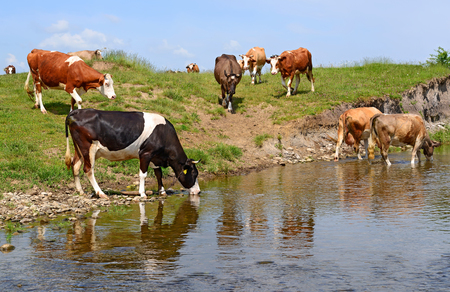 Cows on a watering placeの写真素材