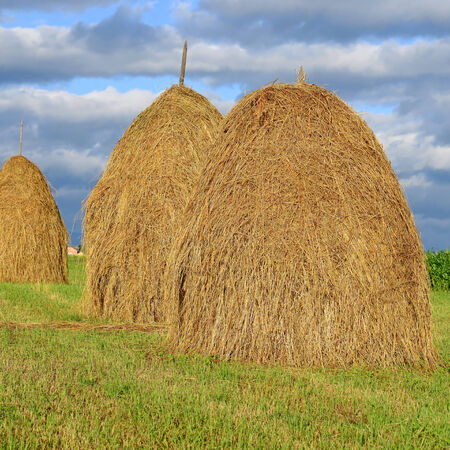 Hay in stacksの写真素材