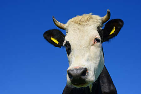 Head of a cow against the skyの写真素材