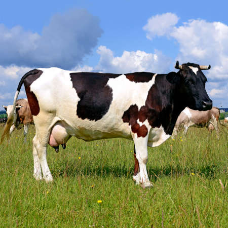 Cow on a summer pasture