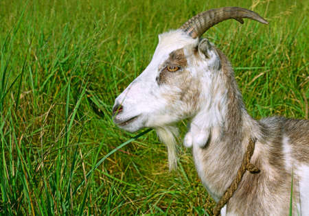 Goat on a summer pastureの写真素材