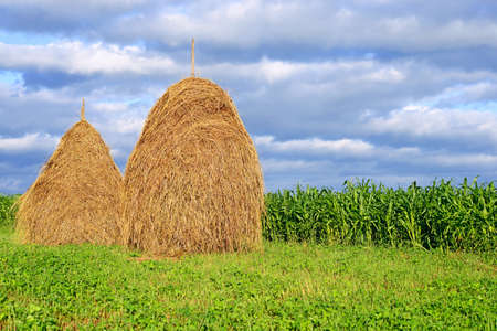 Hay in stacksの写真素材