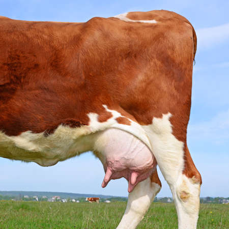 Udder of a young cowの写真素材