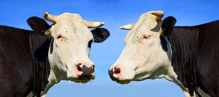 Heads of cows against the sky