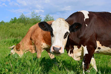 Cows on a summer pastureの写真素材