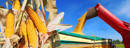 Ripe corn の写真素材