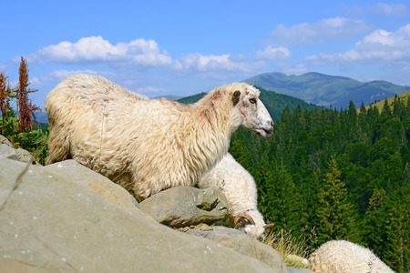 Sheep in mountainsの写真素材