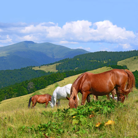 Horses on a summer mountain pastureの写真素材