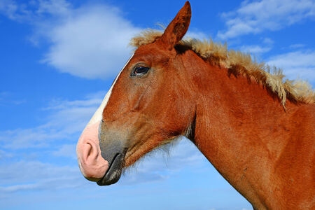 Head of a horse against the skyの写真素材