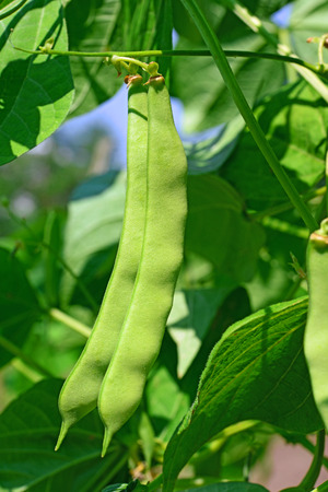 Young green beans の写真素材