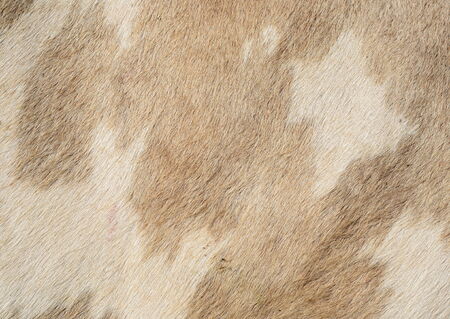 Fragment of a skin of a cow