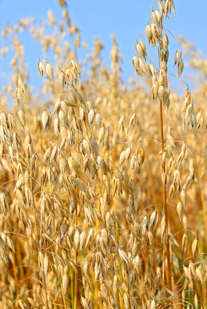 stalks of oats