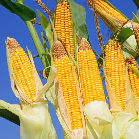 Young corn
