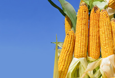 Young corn