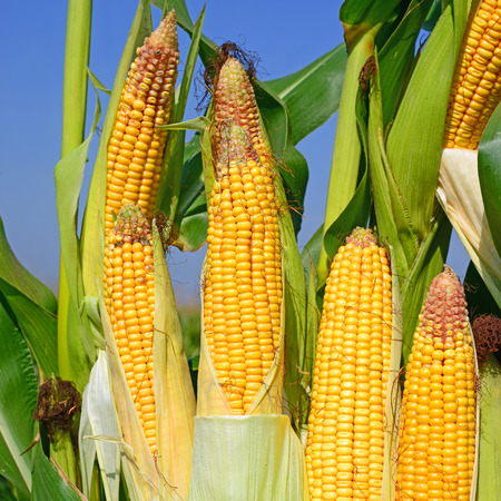 Young cornの写真素材