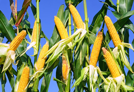 Young corn 