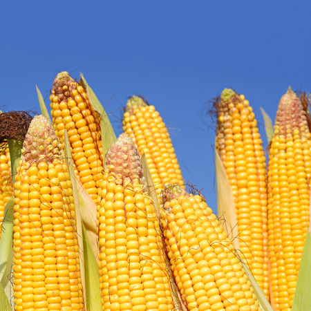 Young corn