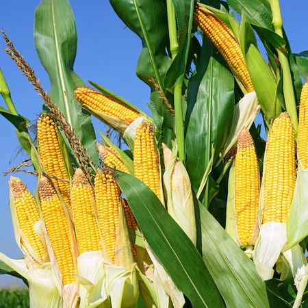 Young corn