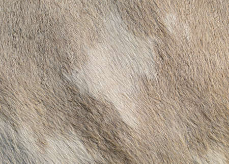 Fragment of a skin of a cowの写真素材