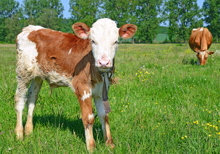 The calf on a summer pastureの写真素材