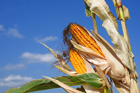 Ripe corn.