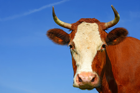 Head of a cow against the skyの写真素材