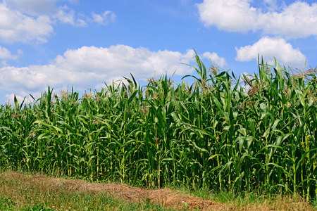Young corn