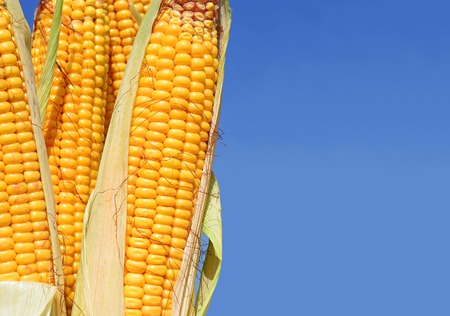 Young cornの写真素材