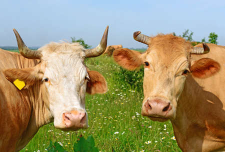 Heads of cows against a pastureの写真素材