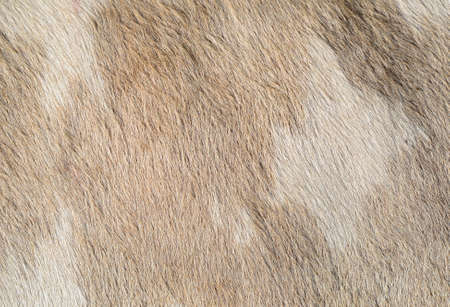 Fragment of a skin of a cowの写真素材