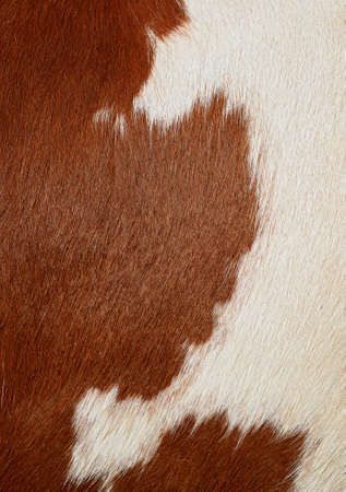 Fragment of a skin of a cowの写真素材