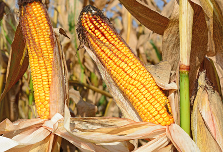 Ripe corn.