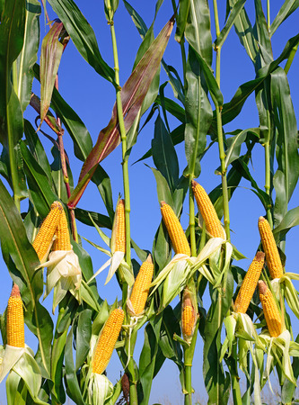 Young cornの写真素材