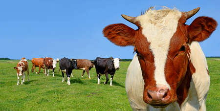 The calf on a summer pasture