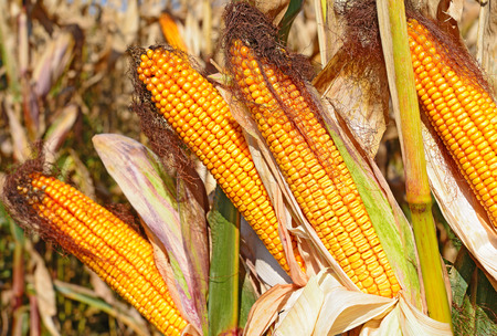 Ripe corn.