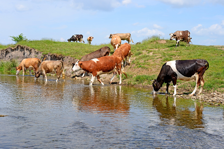 Cows on a watering placeの写真素材