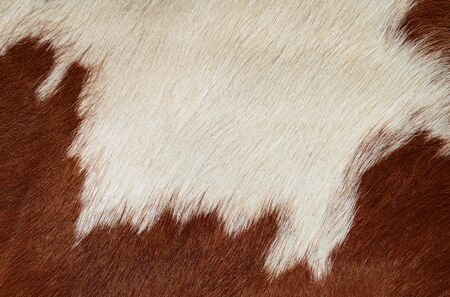 Fragment of a skin of a cowの写真素材
