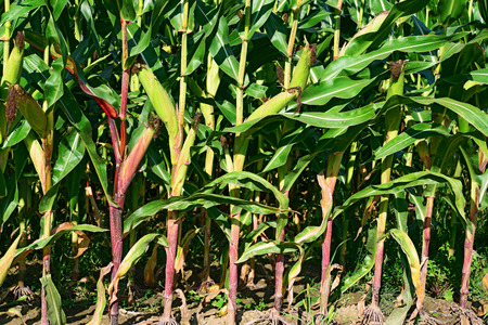 Young corn