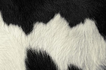 Fragment of a skin of a cowの写真素材