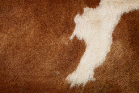 Fragment of a skin of a cow