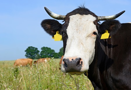 Head of a cow against a pastureの写真素材