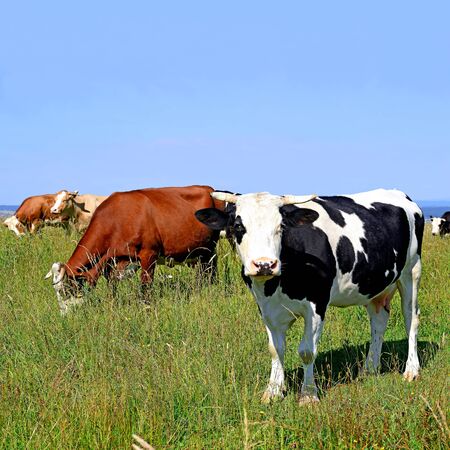 Cows on a summer pasture