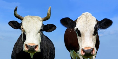 Heads of cows against the skyの写真素材