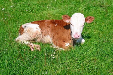 The calf on a summer pastureの写真素材