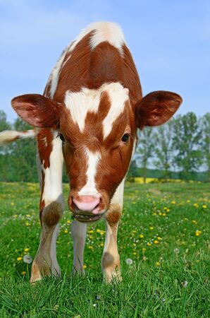 The calf on a summer pastureの写真素材