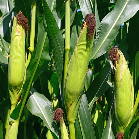 Young corn