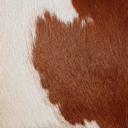 Fragment of a skin of a cowの写真素材