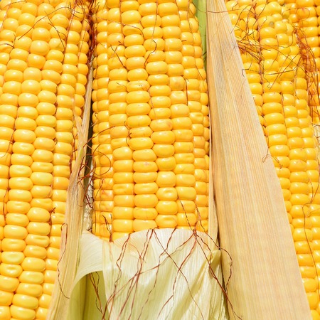 Young corn